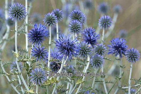 echinops ritro 2 graphic